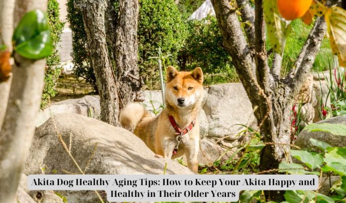 Akita Dog Healthy Aging Tips: How to Keep Your Akita Happy and Healthy in Their Older Years