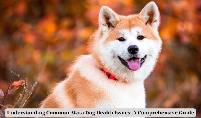 Understanding Common Akita Dog Health Issues: A Comprehensive Guide