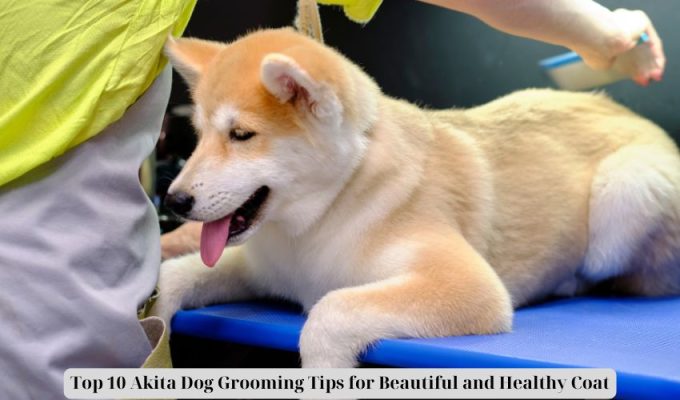 Top 10 Akita Dog Grooming Tips for Beautiful and Healthy Coat