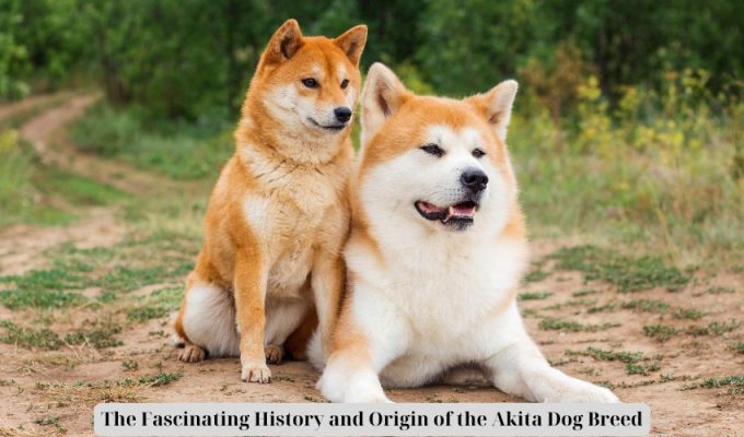 The Fascinating History and Origin of the Akita Dog Breed