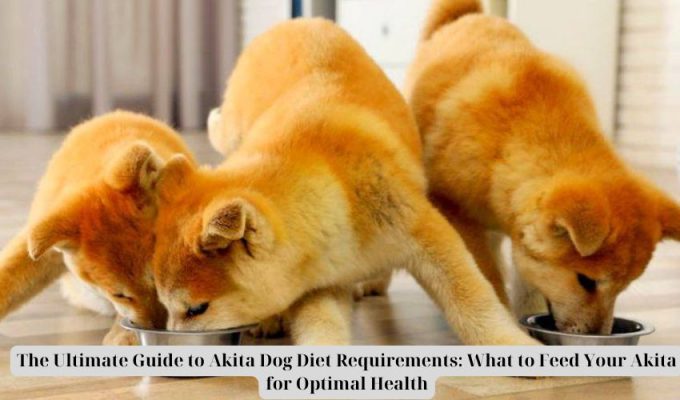 The Ultimate Guide to Akita Dog Diet Requirements: What to Feed Your Akita for Optimal Health