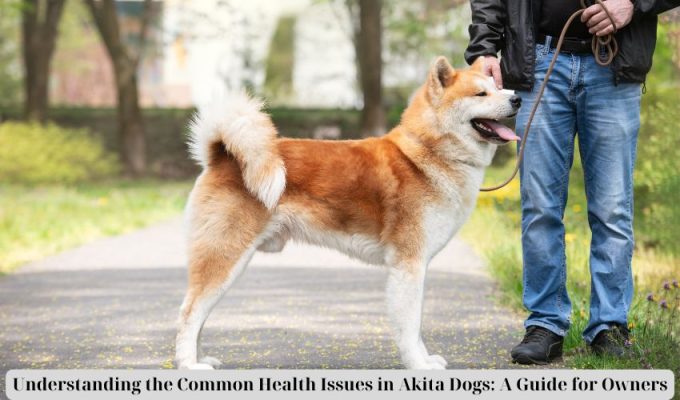 Understanding the Common Health Issues in Akita Dogs: A Guide for Owners