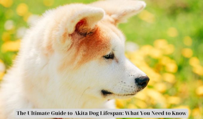 The Ultimate Guide to Akita Dog Lifespan: What You Need to Know