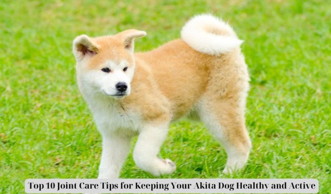 Top 10 Joint Care Tips for Keeping Your Akita Dog Healthy and Active