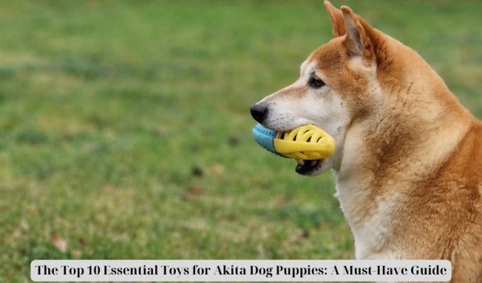 The Top 10 Essential Toys for Akita Dog Puppies: A Must-Have Guide