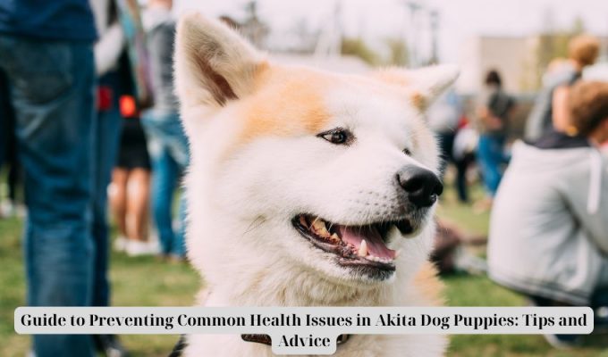 Guide to Preventing Common Health Issues in Akita Dog Puppies: Tips and Advice