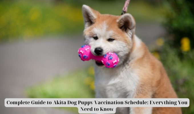 Complete Guide to Akita Dog Puppy Vaccination Schedule: Everything You Need to Know