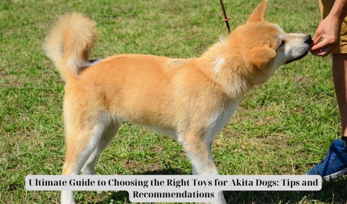 Ultimate Guide to Choosing the Right Toys for Akita Dogs: Tips and Recommendations