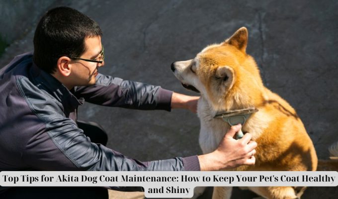 Top Tips for Akita Dog Coat Maintenance: How to Keep Your Pet’s Coat Healthy and Shiny